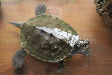 Small turtle in a aquarium, staring at the camera.