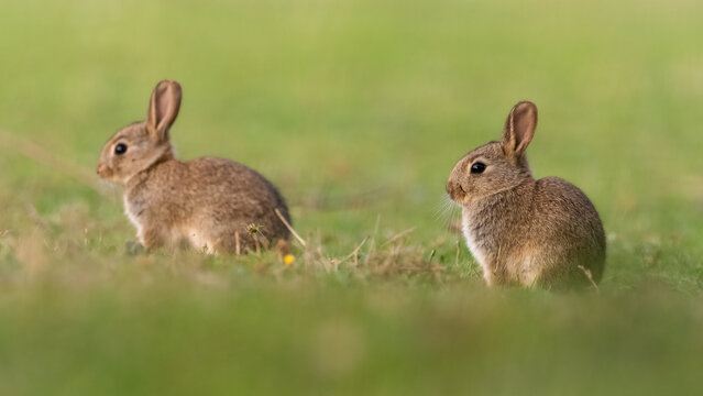 Cute pair of baby European rabbits (Oryctolagus cuniculus). Adorable wild bunny portrait.