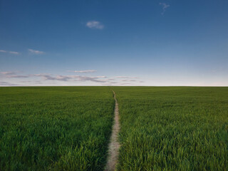 Obraz na płótnie Canvas Narrow footpath piercing a growing wheat field. Picturesque natural landscape, country scene with a pathway across the green grass land. Peaceful rural view, journey in the nature