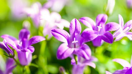 Fioletowy kwiatek
