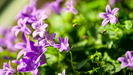 Fototapeta premium Fioletowy kwiatek