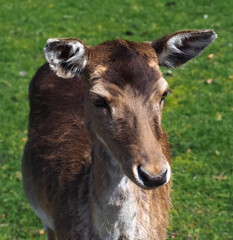 Wild cute fallow deer on a meadow