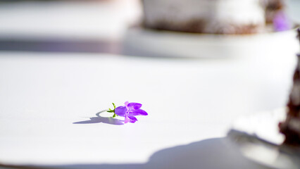 Obraz na płótnie Canvas Fioletowy kwiatek