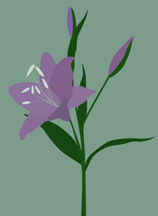 Lily sprig on a green background. Vector flat image of flora. A beautiful and graceful plant. Design for banners, backgrounds, templates, textiles, postcards.