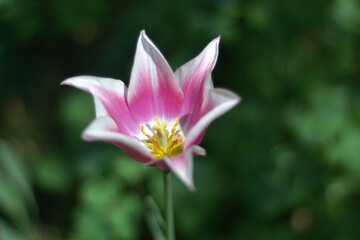 Fototapeta premium tulip closeup on the lawn.macro photo