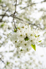 Beautiful blooming cherry tree branches. Vertical image. 