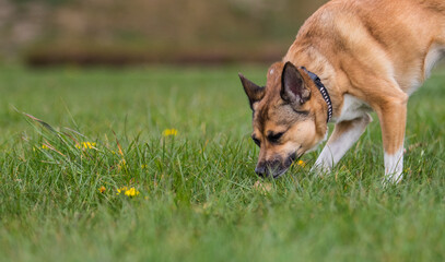 dog sniffing grass follows the trail - obrazy, fototapety, plakaty