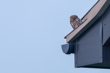 Little owl (Athene noctua) perched on a roof, Norfolk, UK. Cute owl portrait in the British countryside.