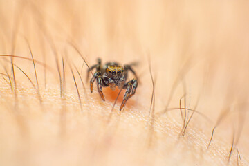 Close up photo of a Jumping spider crawling on human skin and hair. The Jumping spider is the...