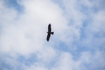 eagle in flight
