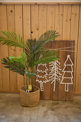 Indoor plant stands on the floor against the background of a wooden wall