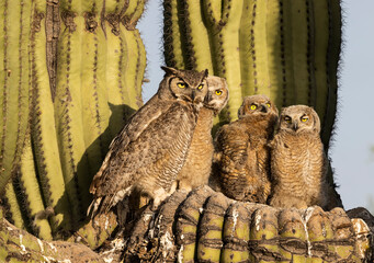 Great Horned Owl Nest with three Owlets