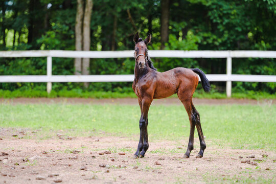 Saddlebred horse foal
