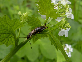 Close up of a male Earwig (Forficula auricularia) an insect in the order Dermaptera foraging in daylight on the wildflower Mustard Garlic (Alliaria petiolata) Selective focus. Landscape image. England - 503190548