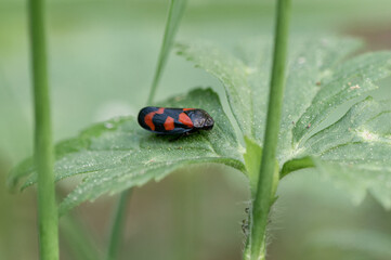 Cercopis vulnerata - Red and Black Froghooper - Cercope rouge sang