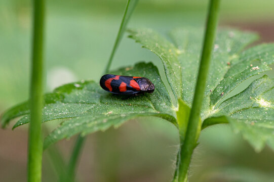 Cercopis vulnerata - Red and Black Froghooper - Cercope rouge sang