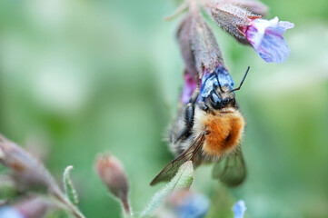 Bumblebee close-up looking for nectar on a flower, selective focus