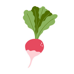 Vector illustration of radish in flat cartoon style. Fresh root vegetable, healthy vegan food