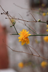 yellow flowers on a tree