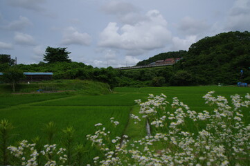 Naklejka premium 眩い緑一面の田園風景