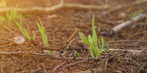 Green sprouts of plants germinated on the ground.