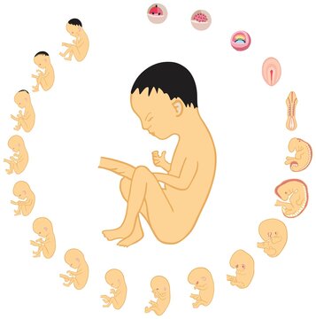 Fetus development stages size during pregnancy infographic diagram weeks months childbirth for medical science and gynecology education fetal life in womb umbilical cord vector drawing illustration