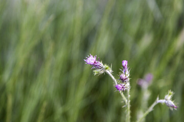 Wild flowers detail