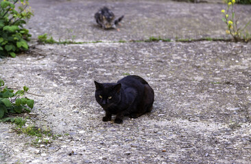 Stray black cat