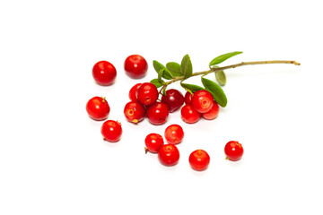 Cowberry. Natural food of wild nature, rich in vitamins