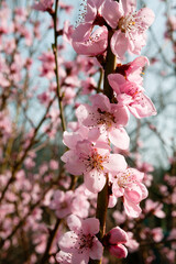 pink cherry blossom