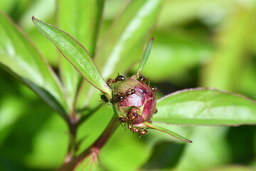 Ants on a Peony Flower Bud