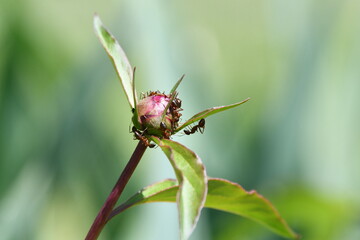 Ants on a Peony Flower Bud