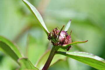 Ants on a Peony Bloom