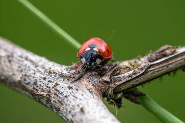 Coccinella septempunctata - Seven-spot Ladybird - Coccinelle à 7 points