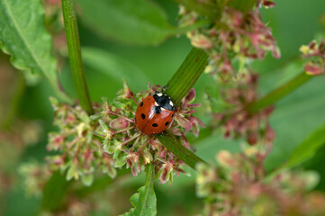 Coccinella septempunctata - Seven-spot Ladybird - Coccinelle à 7 points