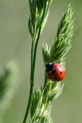 Coccinella septempunctata - Seven-spot Ladybird - Coccinelle à 7 points