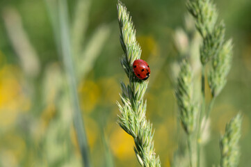 Coccinella septempunctata - Seven-spot Ladybird - Coccinelle à 7 points