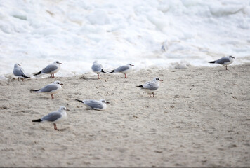 Seagulls on the beach