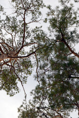 Trees and sky