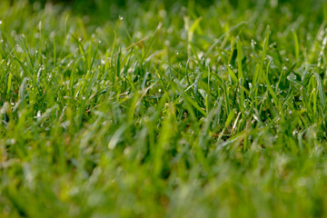 Green grass background