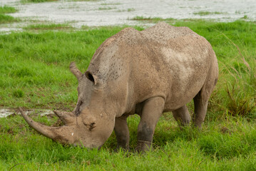 Naklejka premium Serengheti, Tanzania. Rhino in the grass.