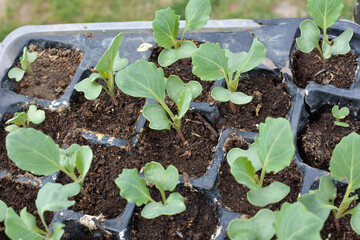 Seedlings of cabbage grown in plastic cassettes.