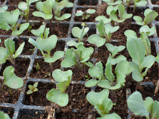 Seedlings of cabbage grown in plastic cassettes.