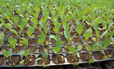 Seedlings of cabbage grown in plastic cassettes.