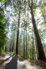 Eucalyptus