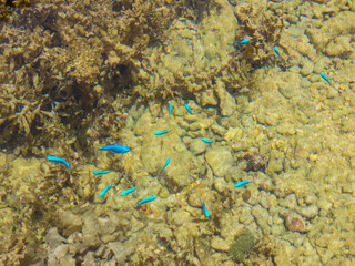 晴れた日の干潮時の沖縄県うるま市にある宮城島の天然ビーチ、ウクン浜の小さくてカラフルなルリスズメダイ