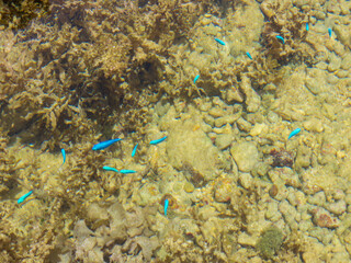 晴れた日の干潮時の沖縄県うるま市にある宮城島の天然ビーチ、ウクン浜の小さくてカラフルなルリスズメダイ