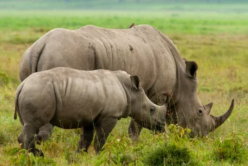 Foto op Plexiglas Serengheti, Tanzania. Rhino in the grass. © Aerial Pictures