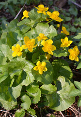 Caltha palustris grows in the moist alder forest