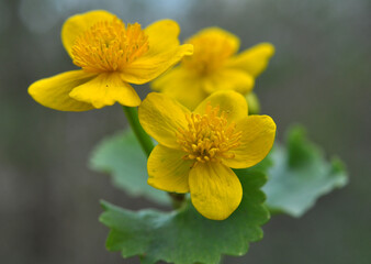 Caltha palustris grows in the moist alder forest